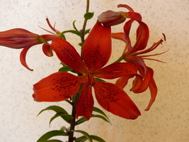 Foto: Dr. Peter Müller